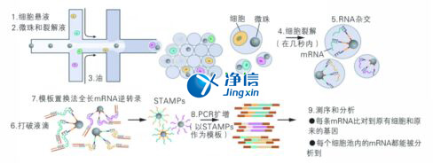 中國人自己的單細(xì)胞測序儀來了！