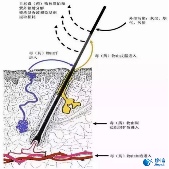 毛發(fā)毒品檢測儀來檢測毛發(fā)的步驟詳解-優(yōu)勢是什么？